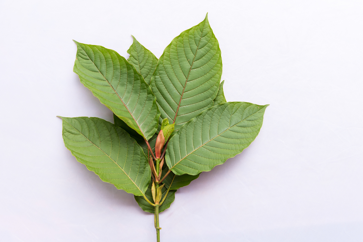 kratom strain for energy